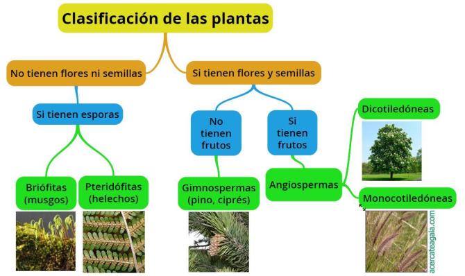 Clasificación de plantas